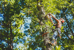 Tree Trimming in Columbia MO