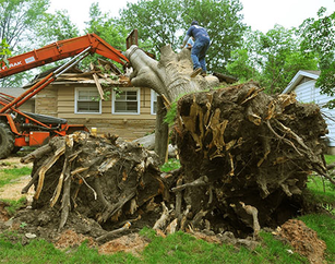 Stump Removal Columbia MO