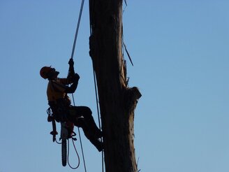 Tree climber in locust tree during tree removal service