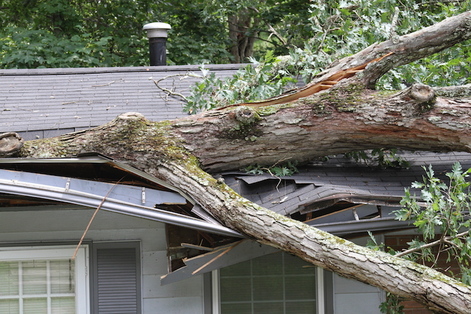 Tree Damage Emergency Tree Service, Tree Damage, Columbia MO