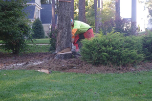 Tree Removal Cost in Columbia OH