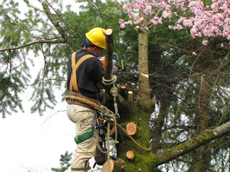 Tree Trimming vs Tree Removal Columbia MO