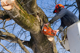 Tree Trimming Cost in Columbia