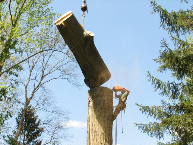 Tree trunk removal Columbia OH